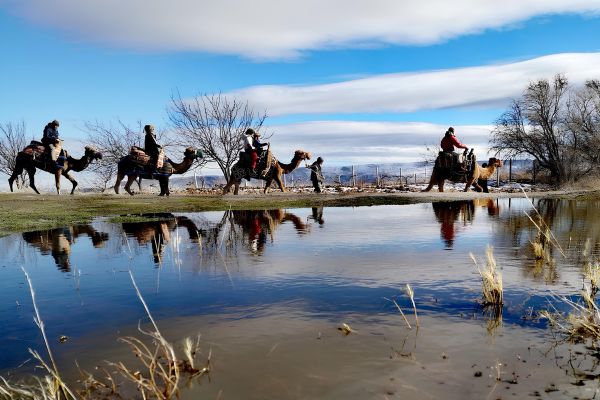 Cappadocia Camel Tour | Tour Conditions › Camel Tour | Cappadocia Tours | Cappadocia